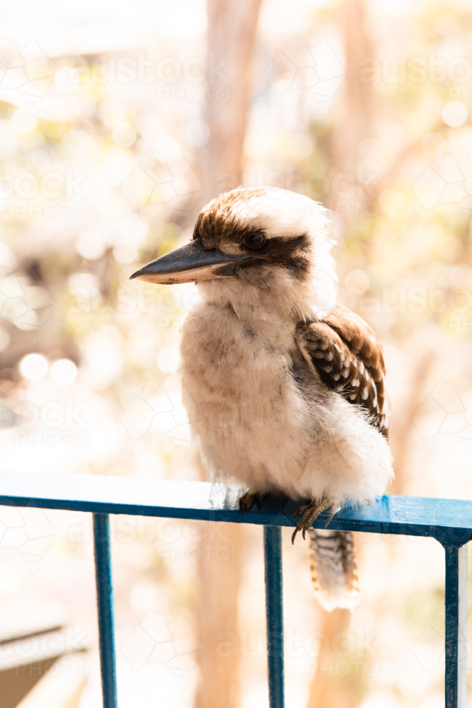 kookaburra with fluffy feathers on a railing - Australian Stock Image