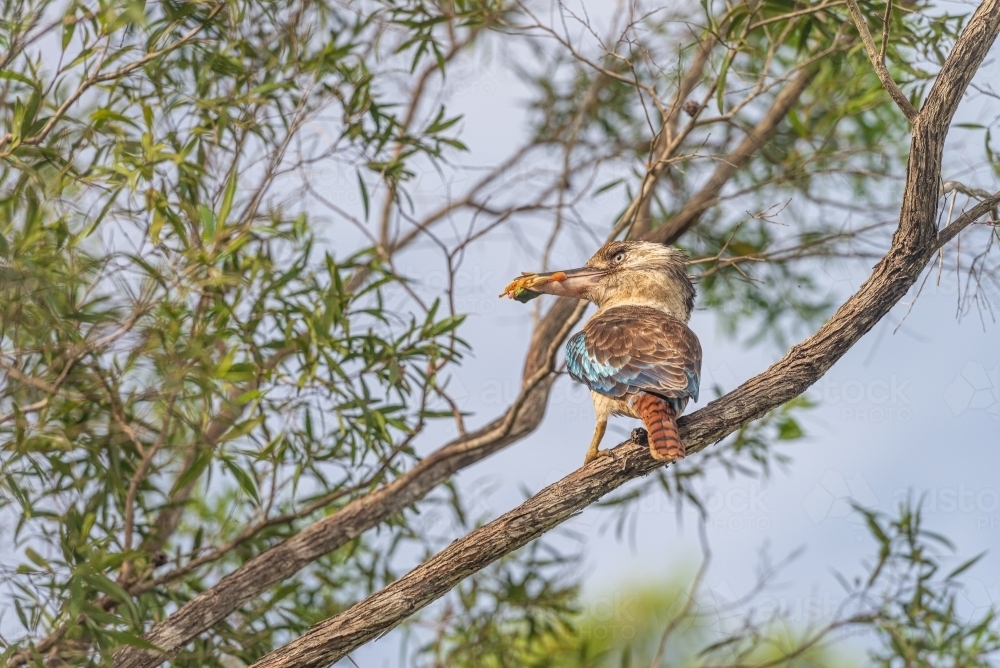 Kookaburra with green frog in mouth - Australian Stock Image