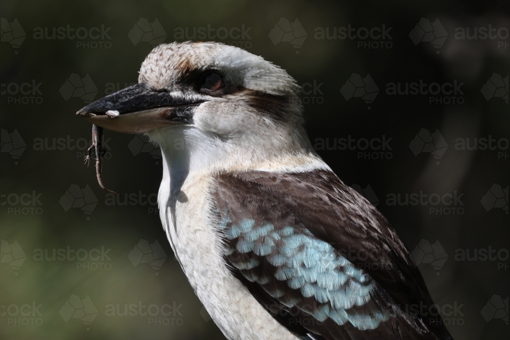 Kookaburra with Lizard in its Beak - Australian Stock Image