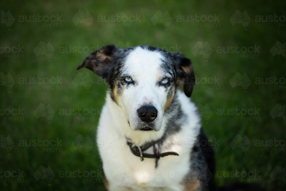 Koolie Australian working herding dog or German Coolie - Australian Stock Image