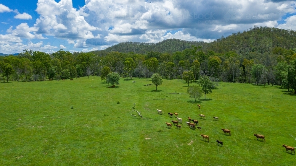 Kroombit Tops National Park summer landscape with Brahman cattle and vibrant green vegetation, Queen - Australian Stock Image