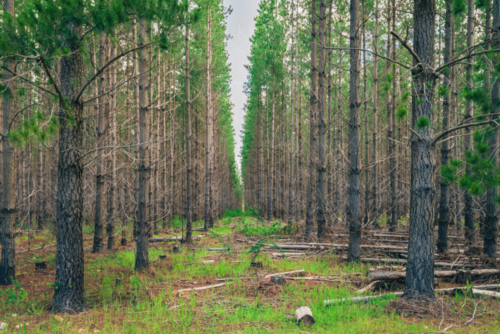 Kuitpo forest reserve with pine trees on a day, South Australia - Australian Stock Image