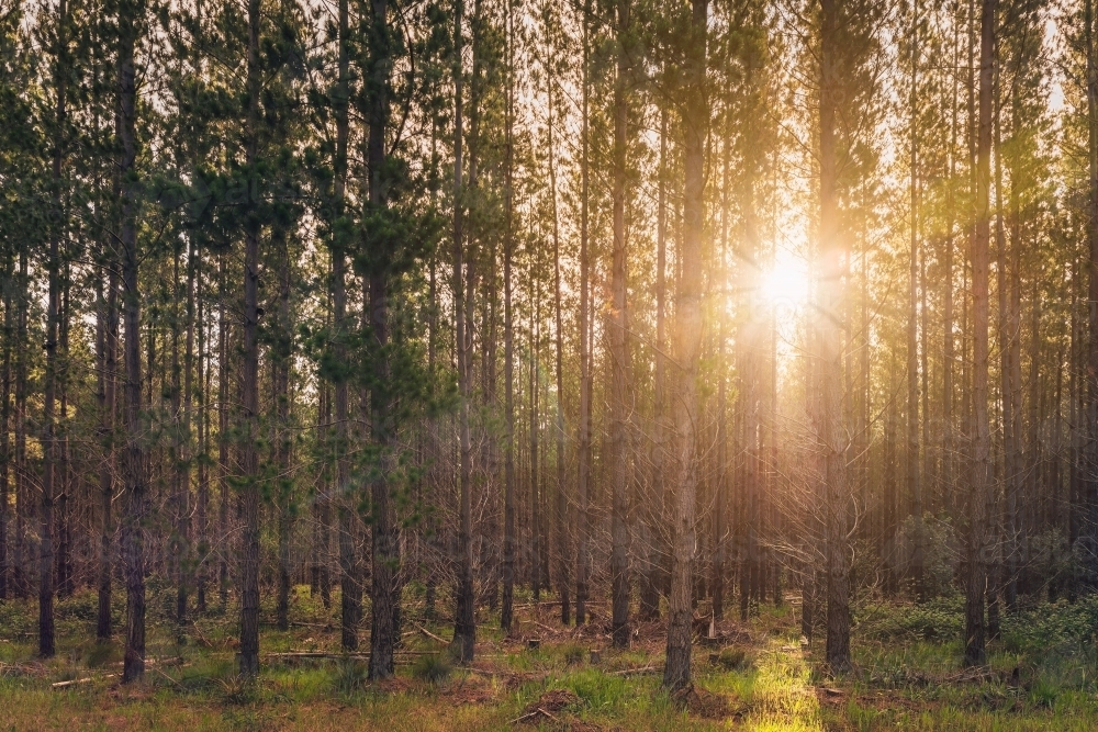 Kuitpo forest reserve with sunset squeezing through pine trees. - Australian Stock Image