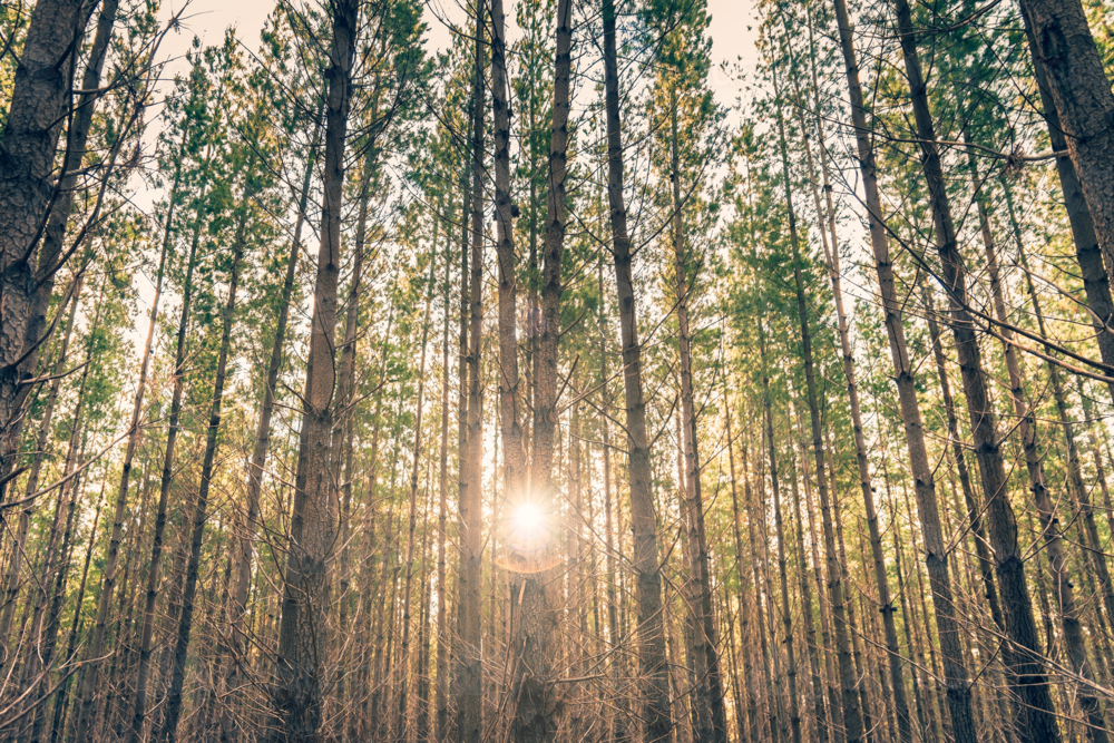 Kuitpo forest reserve with sunset squeezing through pine trees, South Australia - Australian Stock Image