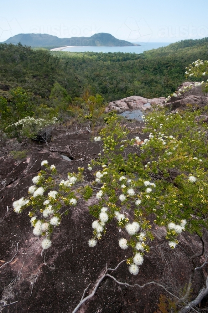 Kunzea flowers at Zoe Falls on Hinchinbrook Island - Australian Stock Image