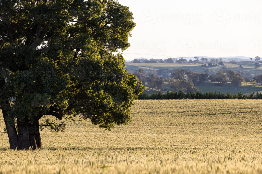 Kurrajong tree and field of wheat at sunset - Australian Stock Image