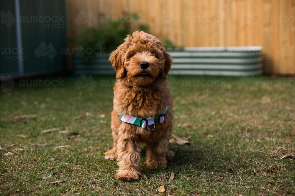 labradoodle pup walking on grass field in the yard - Australian Stock Image
