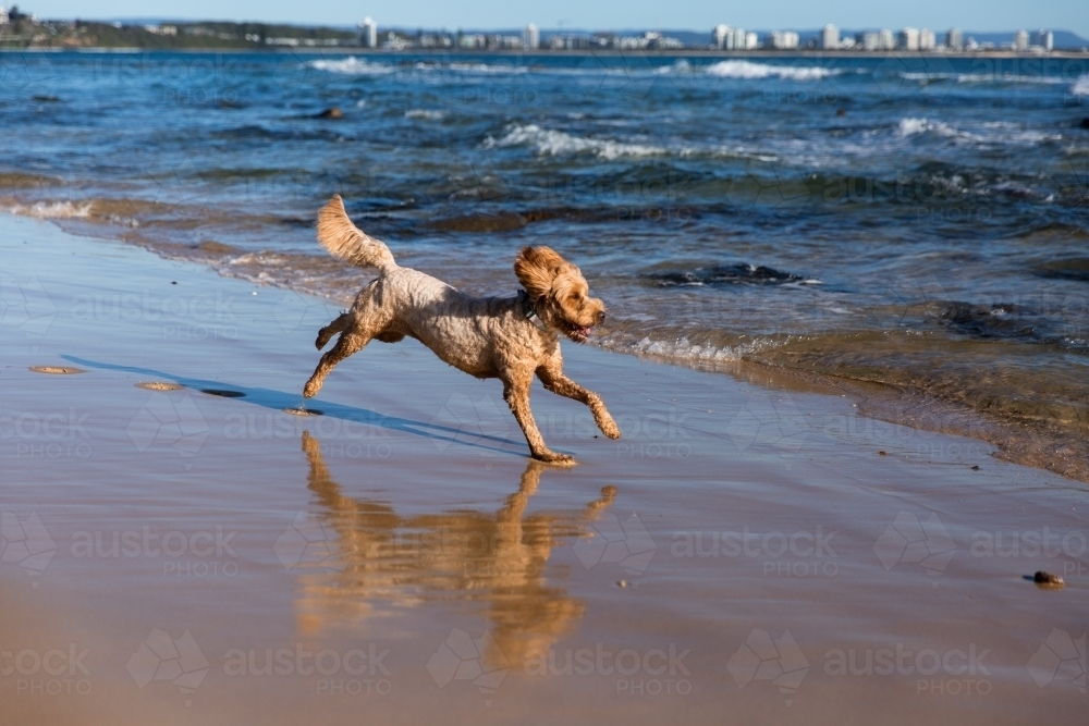 labradoodle running on the beach towards the water - Australian Stock Image