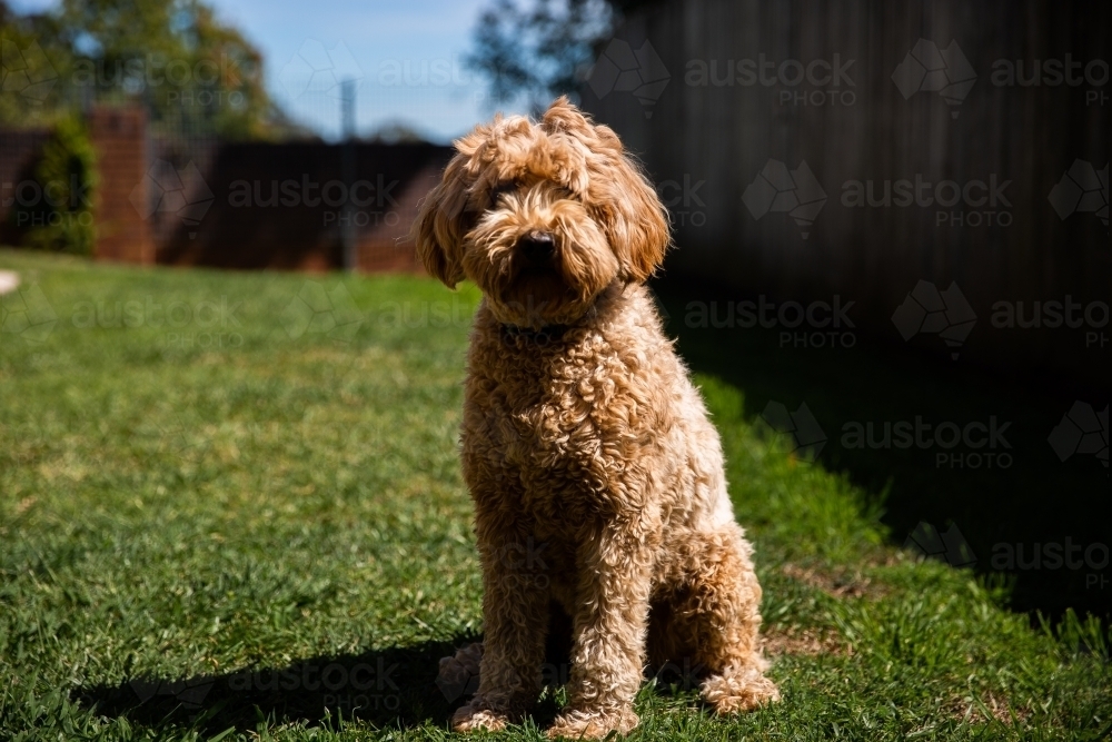 Image of labradoodle sitting in a backyard - Austockphoto