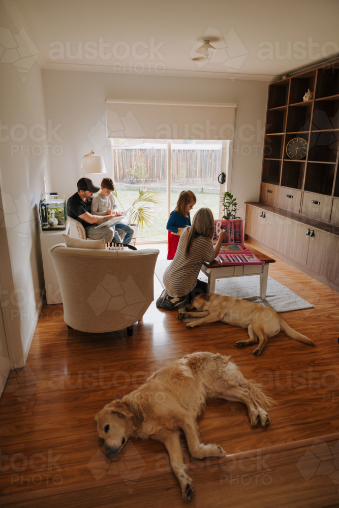 Labrador and retriever lying on the wooden floor while family is busy in the living room. - Australian Stock Image
