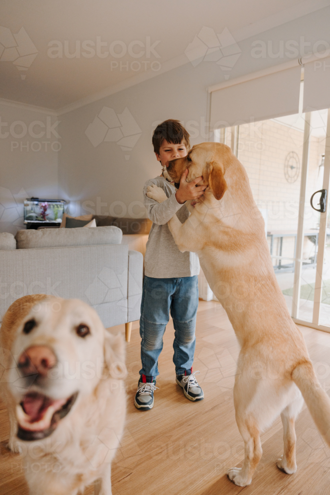 Labrador retriever standing against the young boy in the living room. - Australian Stock Image