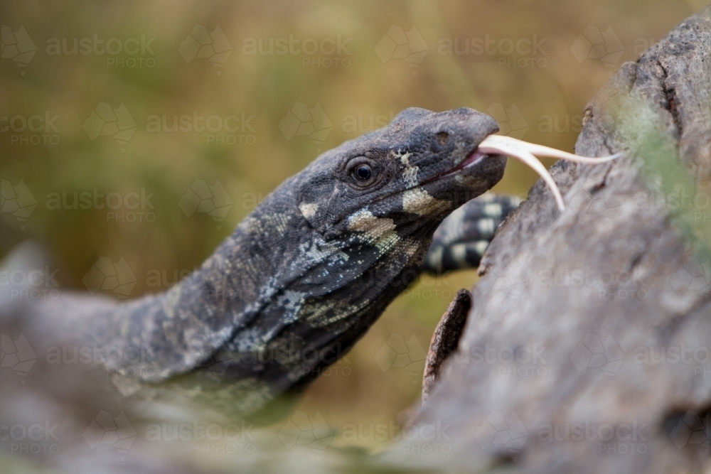 Lace Monitor Lizard - Australian Stock Image