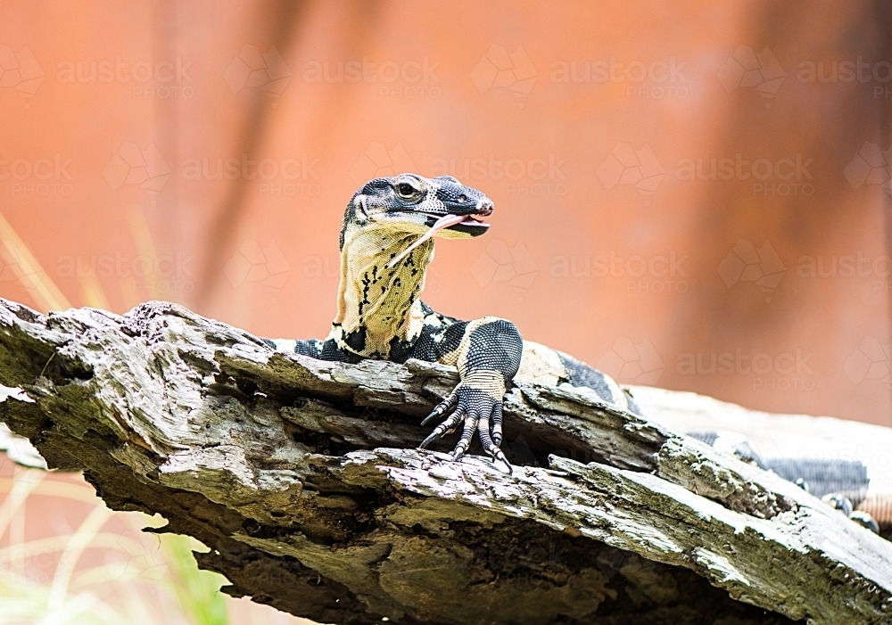 Lace monitor sitting in the sun while using tongue to catch insects : Austockphoto Lace monitor sitting in the sun while using tongue to catch insects - Australian Stock Image