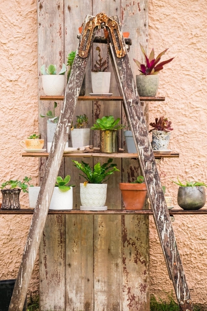 Image of Ladder pot plant stand with pots. Austockphoto