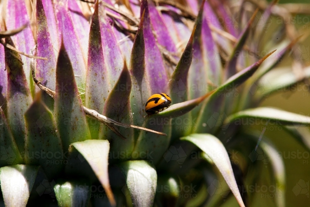 Lady beetle on a thistle - Australian Stock Image