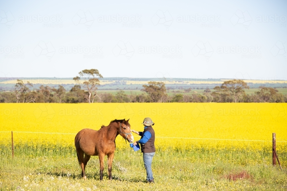 Lady leading horse with yellow canola crop in background - Australian Stock Image