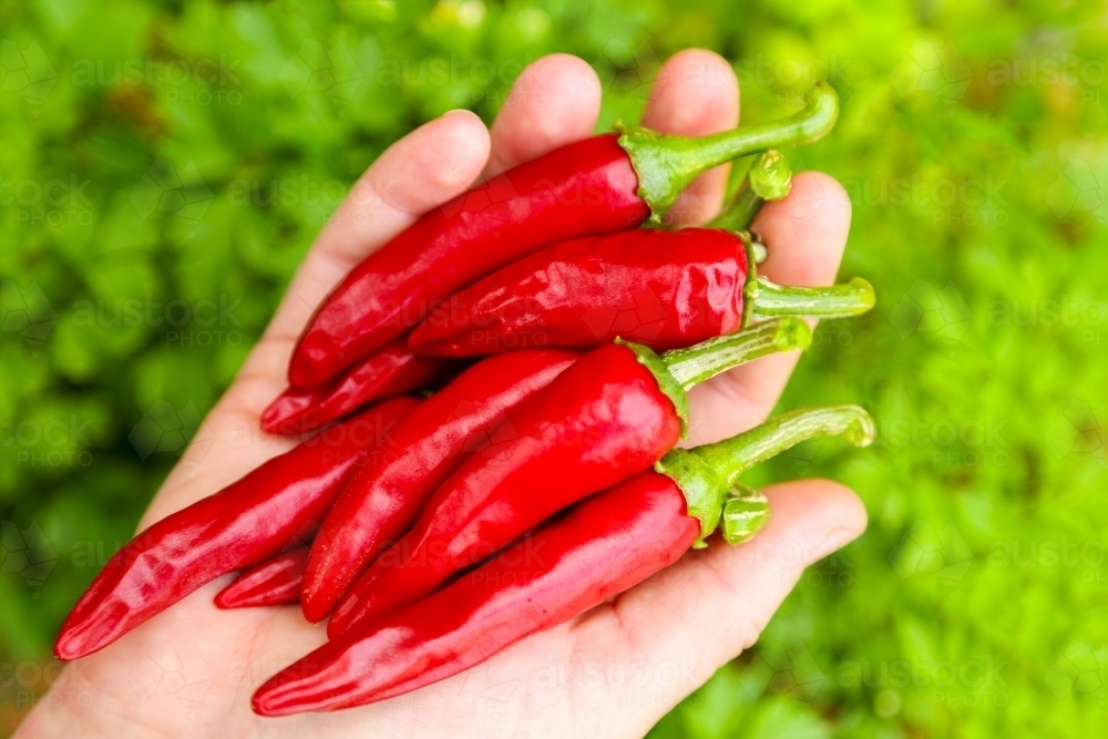 Lady's hand holding fresh organic red chillies - Australian Stock Image