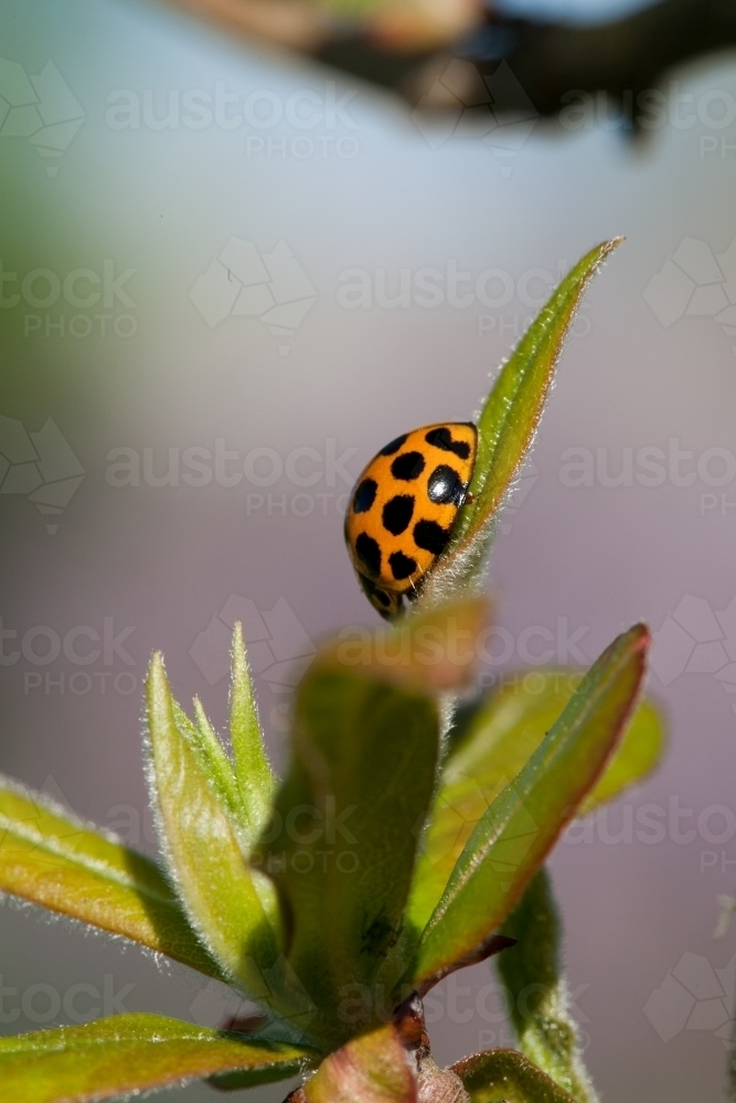 Ladybird on a leaf in the garden - Australian Stock Image