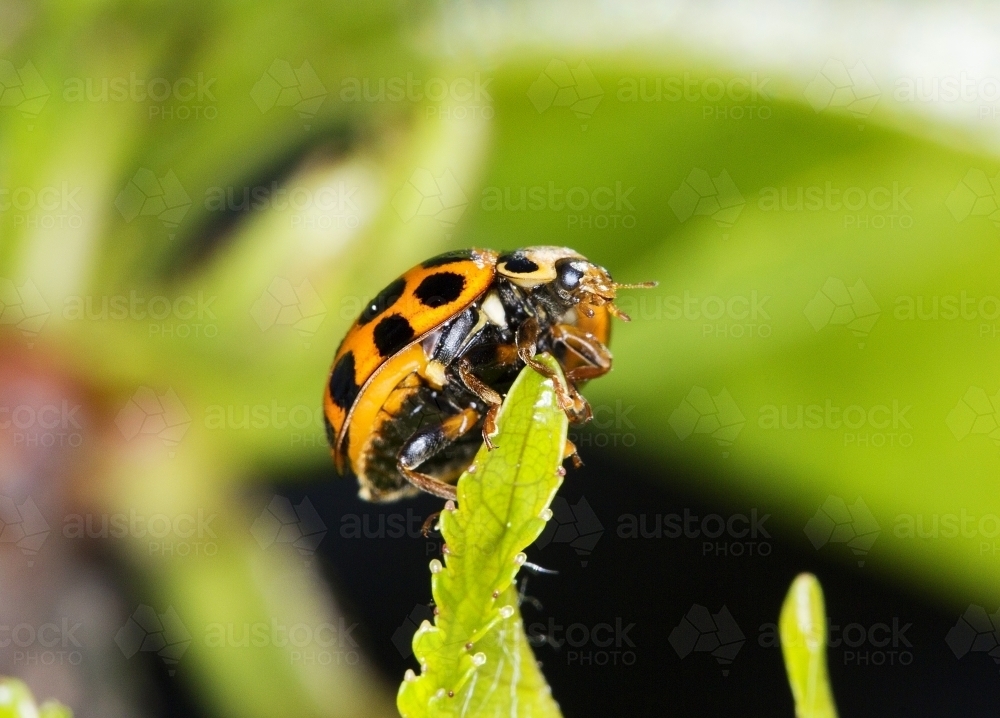 Ladybird on leaf ready to fly - Australian Stock Image