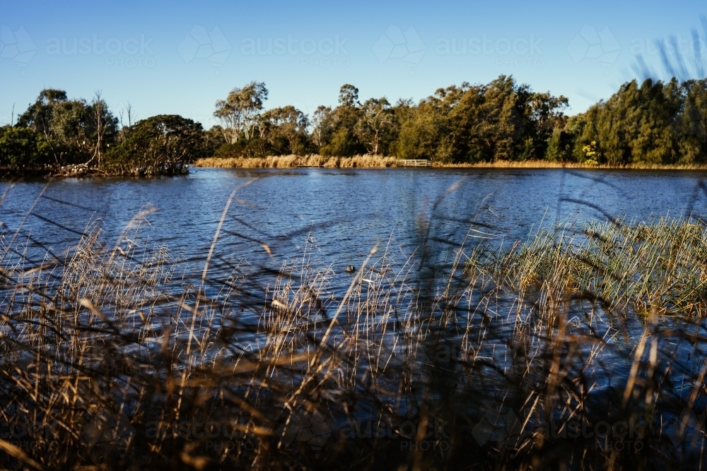 Lake body of water with tall grass and mangrove in foreground - Australian Stock Image