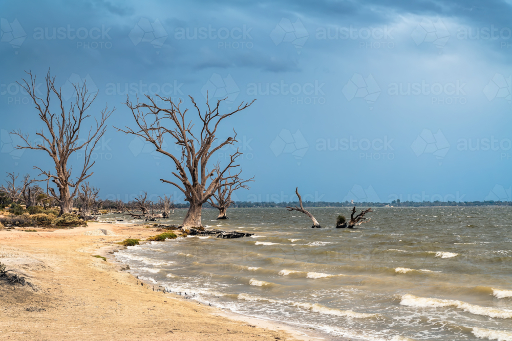 Lake Bonney shore with dry tree stumps before the storm, Barmera, South Australia - Australian Stock Image