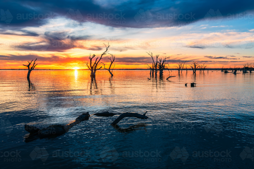 Lake Bonney with dried tree silhouettes at sunset time, Barmera, South Australia - Australian Stock Image