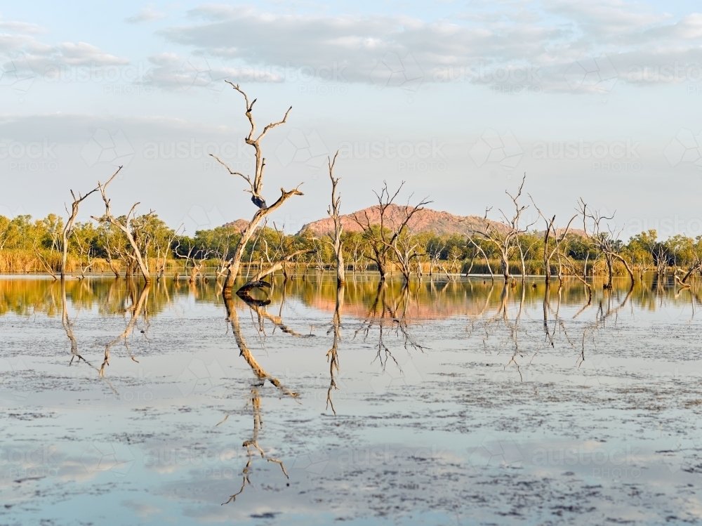 Lake with reflection of dead trees in a remote location - Australian Stock Image