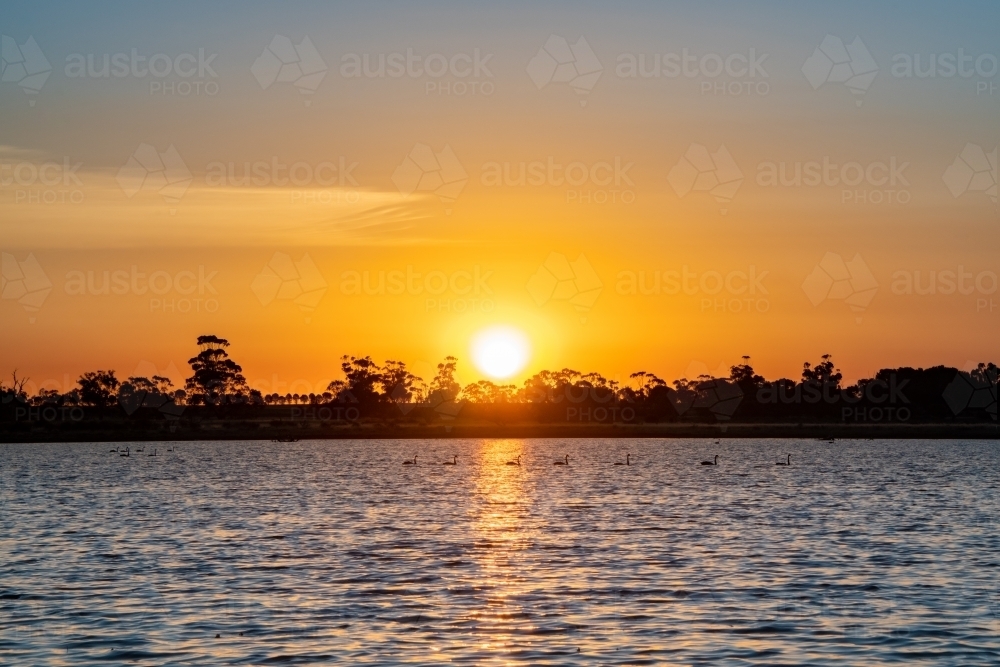 Lake with swan silhouettes as the sun is setting - Australian Stock Image