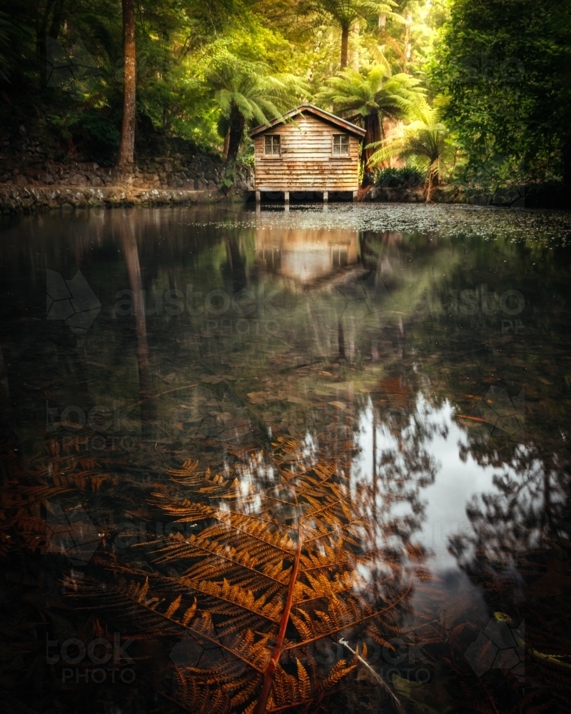 Lakeside Boatshed in a Luscious Rainforest - Australian Stock Image