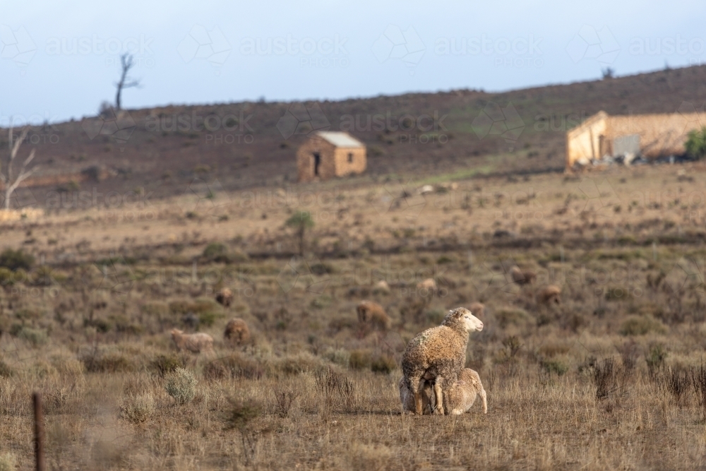 lamb and ewe in pasture paddock - Australian Stock Image