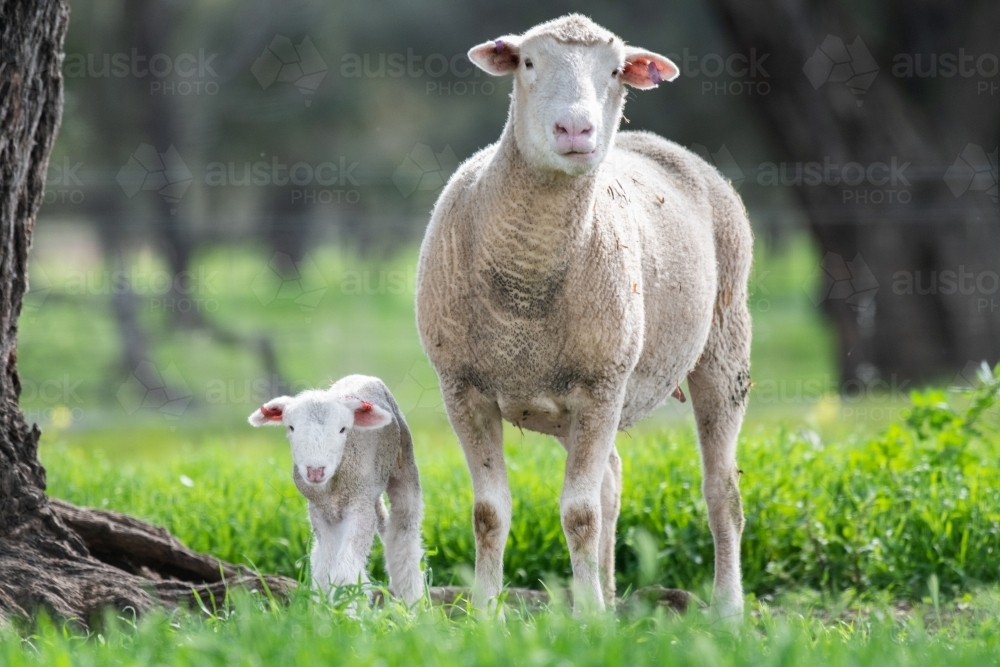 Lamb and sheep standing on a green pastured farm. : Austockphoto Lamb and sheep standing on a green pastured farm. - Australian Stock Image