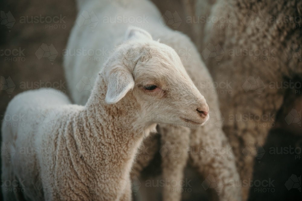 Image of lamb looking sideways Austockphoto