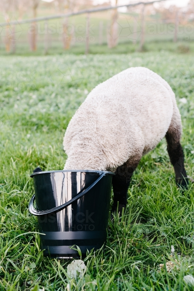 lamb eating, funny moment where his head is in the bucket - Australian Stock Image