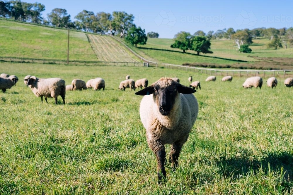 lamb in a field of green grass - Australian Stock Image