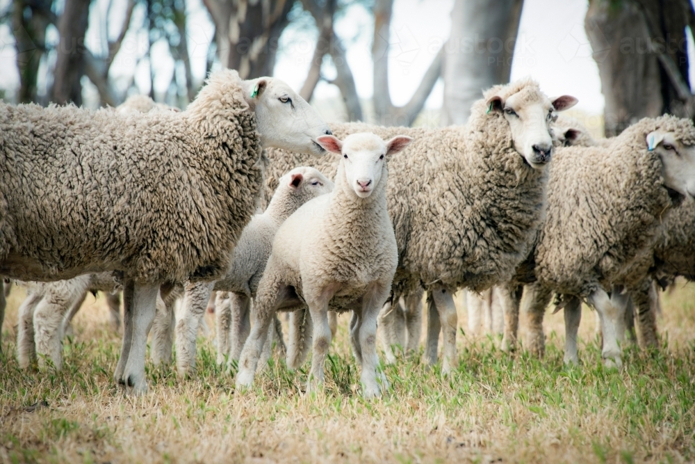 Lamb in a flock of sheep in grass field - Australian Stock Image