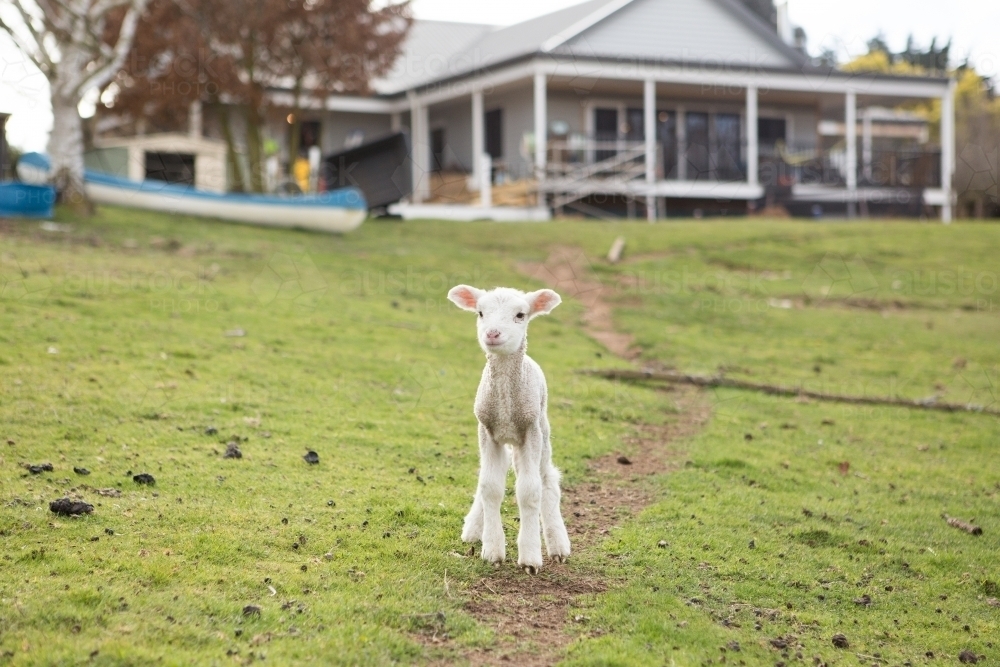 Lamb in front of country home - Australian Stock Image