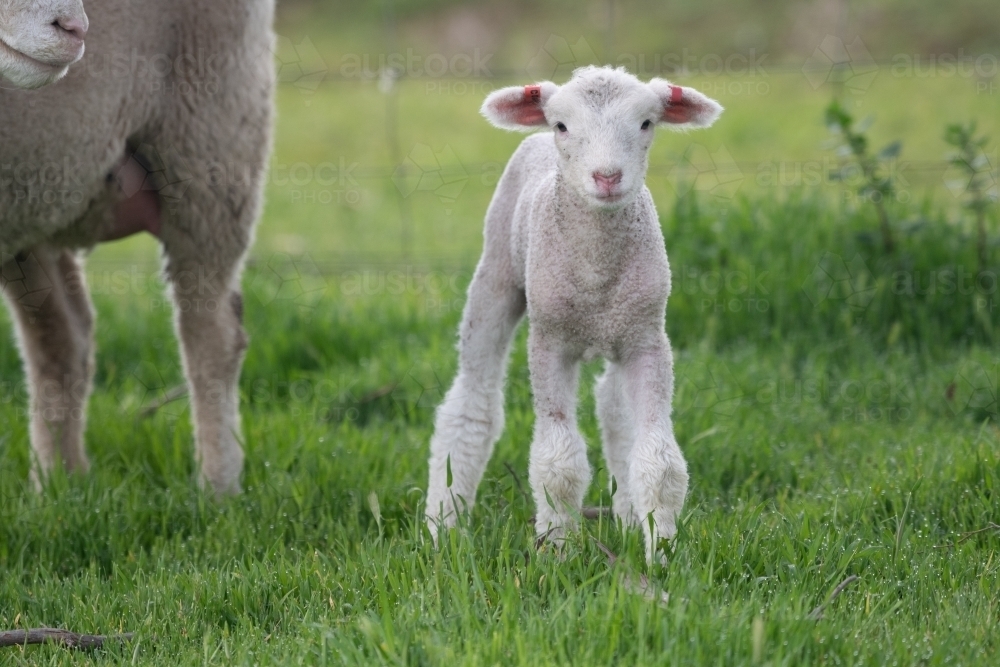 Lamb looking at camera. - Australian Stock Image