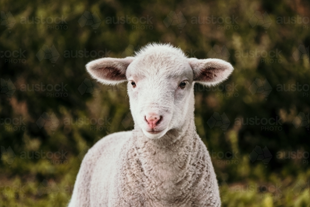 Lamb looks at the camera. - Australian Stock Image