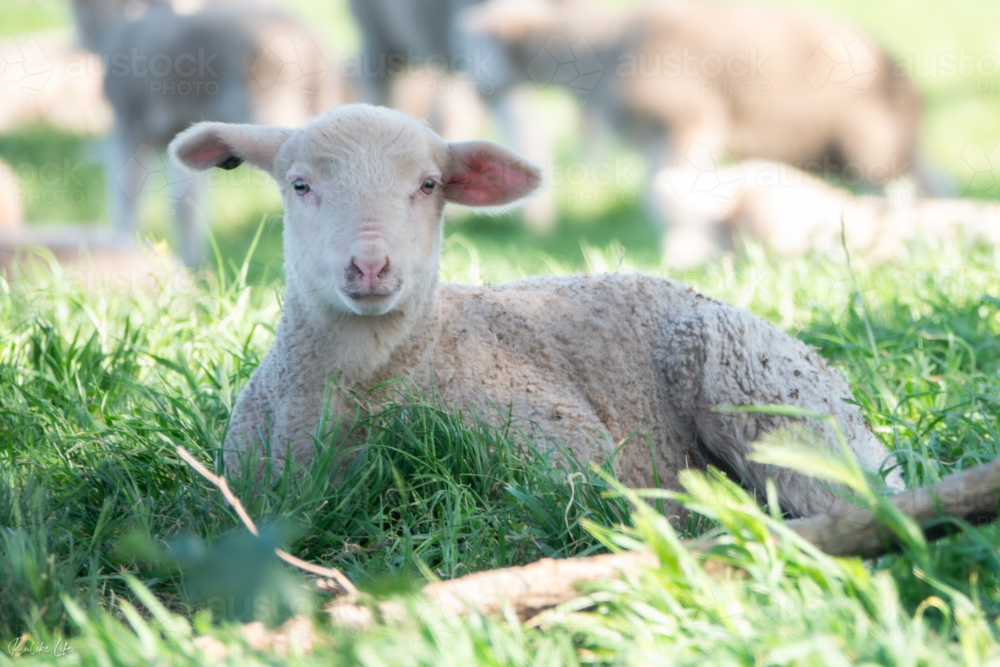 Lamb resting in the shade with sheep in the background. - Australian Stock Image