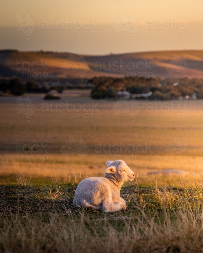 Lamb Sleeping in the Warm Setting Sunlight - Australian Stock Image