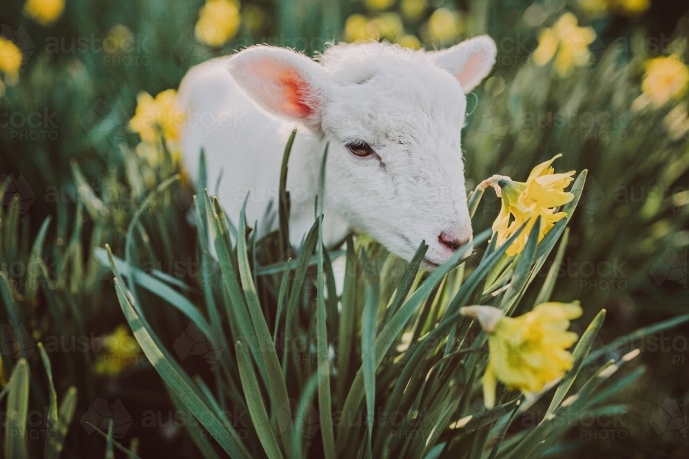 Lamb standing in a paddock of daffodils in the afternoon light - Australian Stock Image