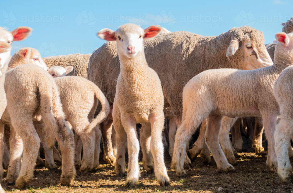 Lamb surrounded by sheep & other lambs - Australian Stock Image
