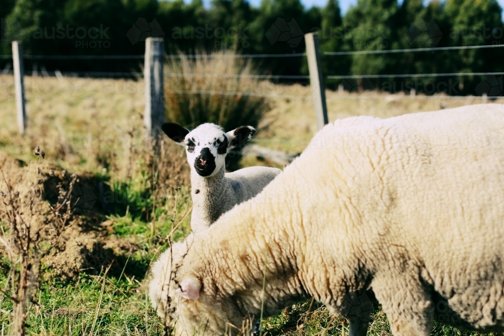 Lamb with its mother sheep - Australian Stock Image