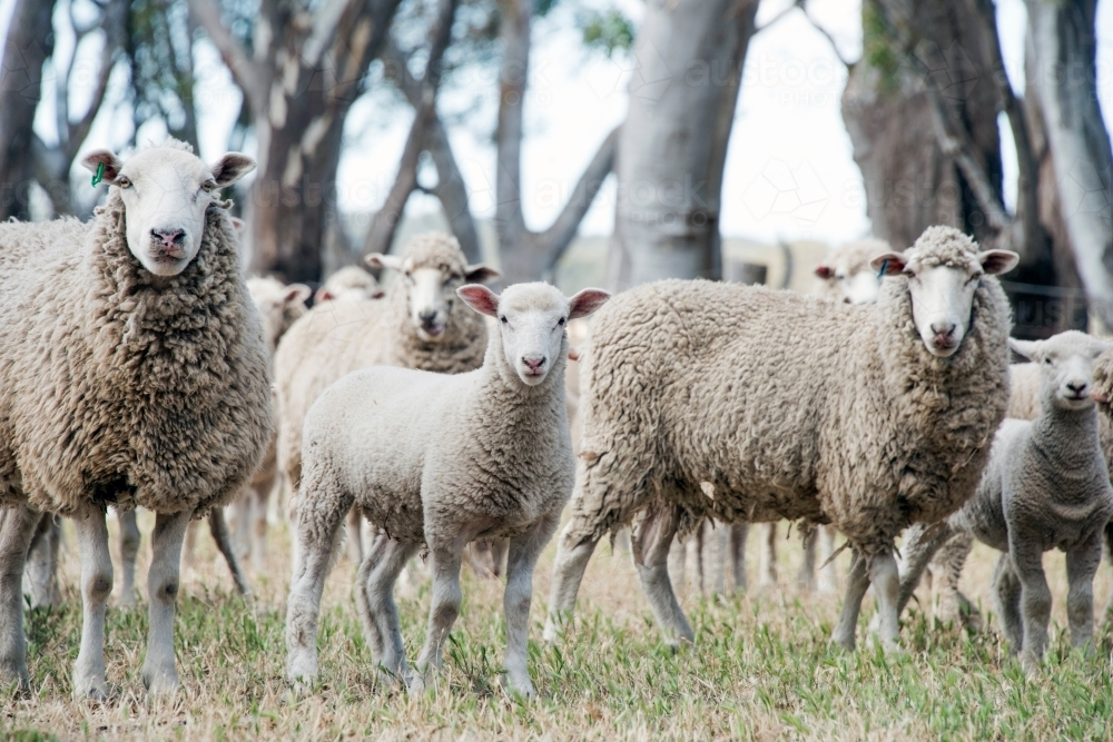 Lambs along with the flock of sheep standing in a grass field - Australian Stock Image
