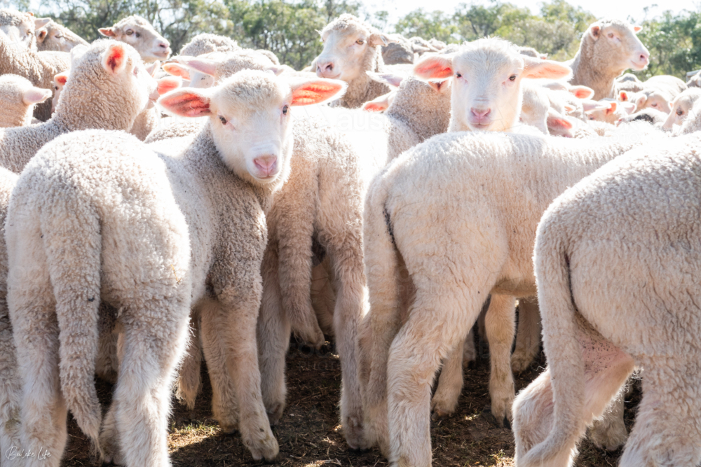 Lambs at a sheep farm - Australian Stock Image