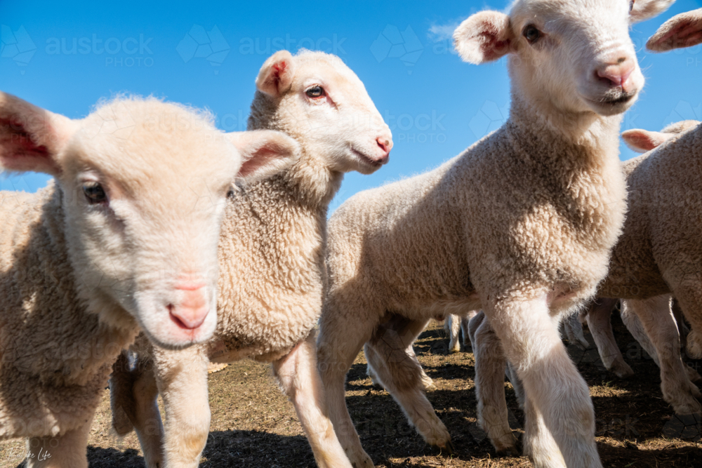 Lambs at a sheep farm walking past - Australian Stock Image