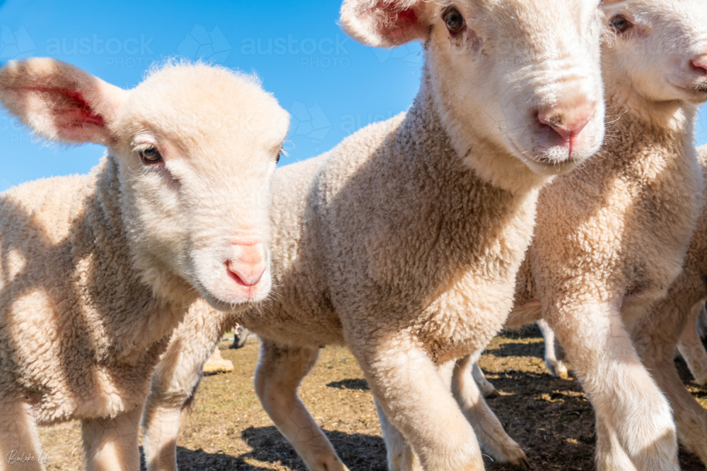 Lambs at a sheep farm walking past camera - Australian Stock Image