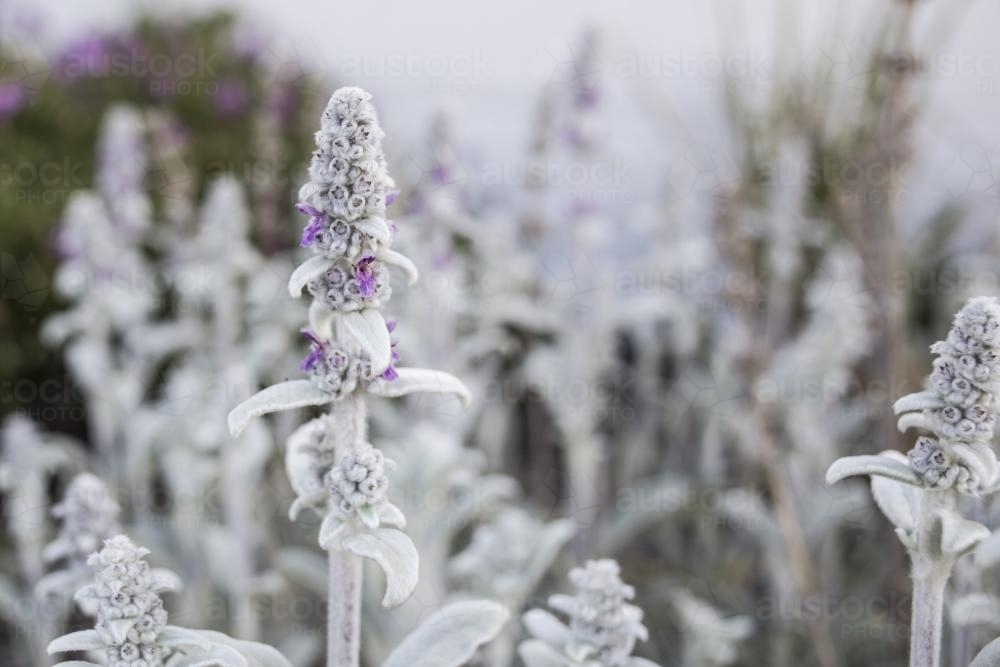 Lambs Ears in flower - Australian Stock Image