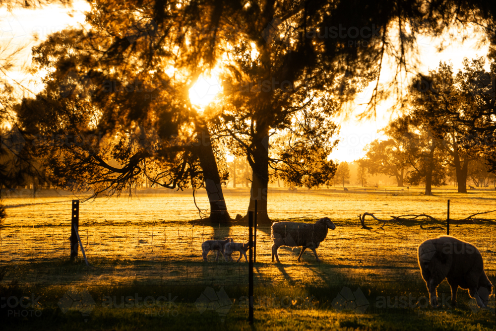 Lambs following mum at sunrise - Australian Stock Image