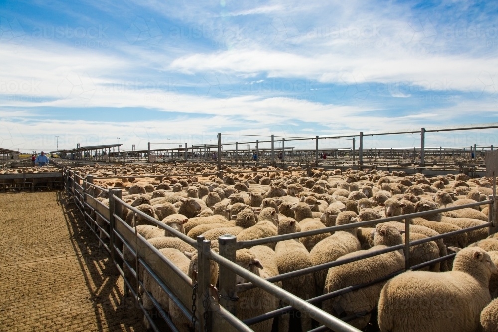 Lambs in a saleyard pen at a livestock auction at forbes - Australian Stock Image